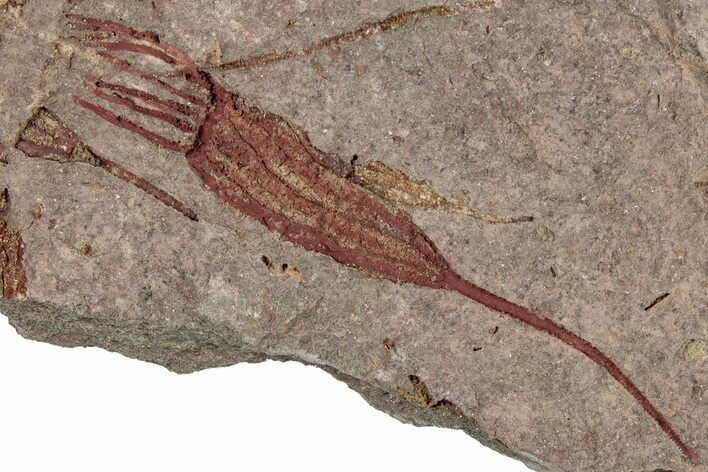 Eocrinoid (Ascocystites) Mortality Plate - Ordovician #306194
